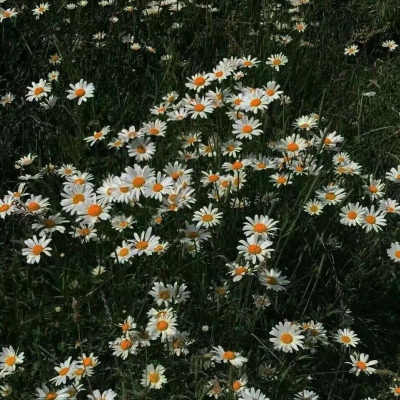 微信背景图唯美花