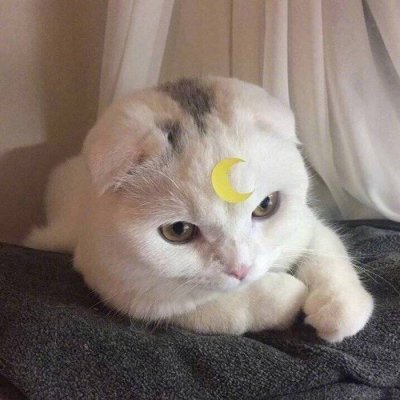 莜梓ᝰ可爱猫咪图片/猫奴快过来