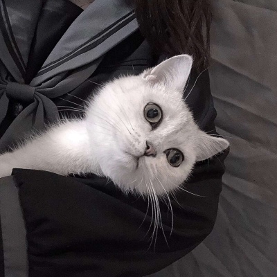 沫兮/萌宠/时常撒娇 适当服软 合理装傻 永远清醒