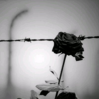 如果玫瑰没有刺