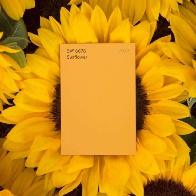 皆甜:黄色系背景图/春光不必趁早 冬霜不会迟到 相聚别离 都是刚刚好