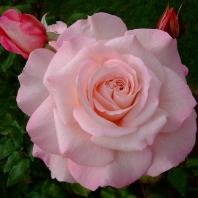 pinnnnnnnnk/粉色系背景图