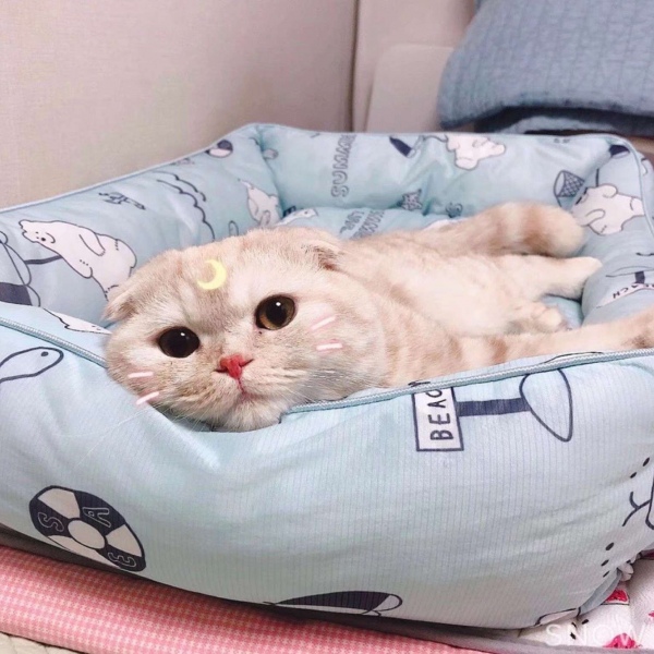 可爱猫咪头像/可可爱爱 没有脑袋.