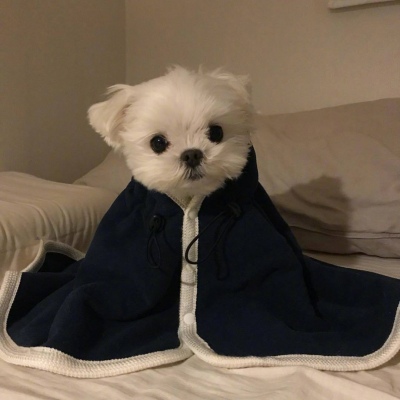 狗子你有点可爱哦