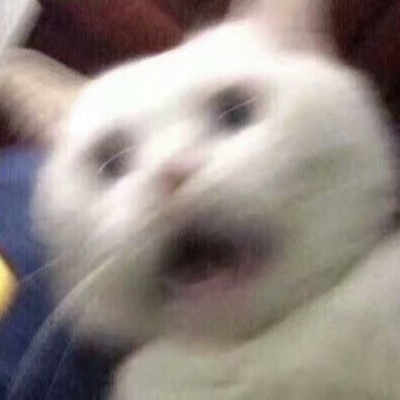 猫咪 沙雕微信头像