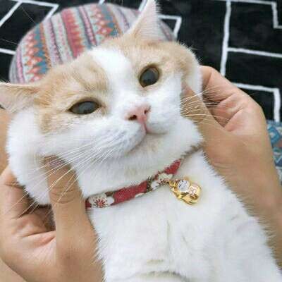 弃甜：铲屎官！朕的猫粮去哪啦？