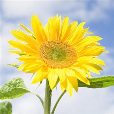 会带来好运的微信头像      空叹花语意