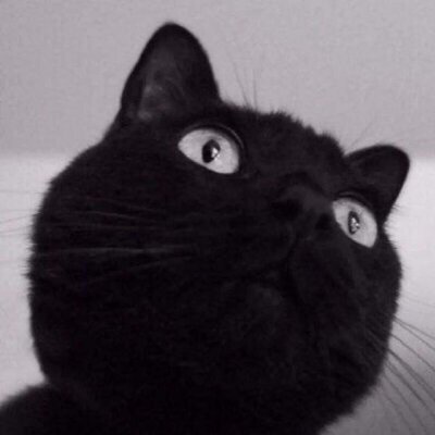 猫咪很软很可爱呐