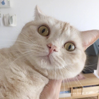 猫咪头像，吸一口猫气 ​​​