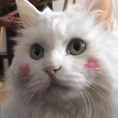 猫咪头像 快乐的人总在夜里沉默