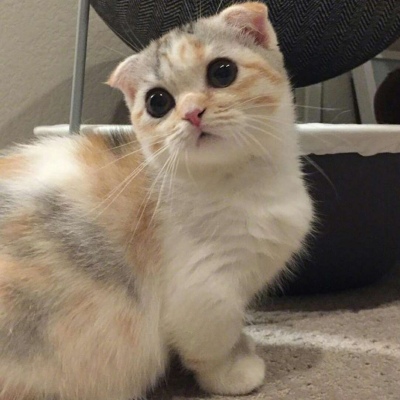 月牙儿:动漫头像/萌宠/可爱猫咪