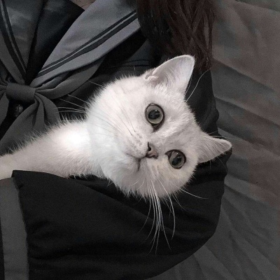 可爱动漫头像（猫咪 宠物 可爱）月牙儿