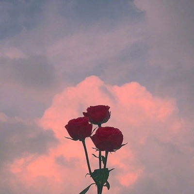 高清艳丽鲜花微信头像