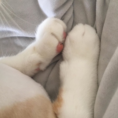 a千鹤/动物/治愈系/晚晚皆安，夜夜皆空