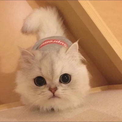 witch/萌宠/寄给你全宇宙的爱和自太古至永劫的思念