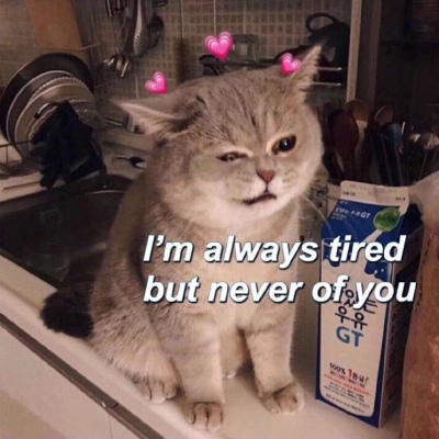 猫咪爱心头像/10s点赞收获恋爱运