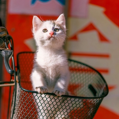 七七～猫星人。