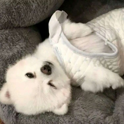 沈倦/狗狗头像 猫咪壁纸