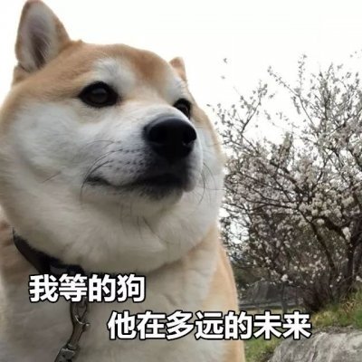 单身狗
