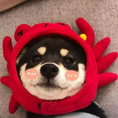 微信 狗子猫咪头像 可耐