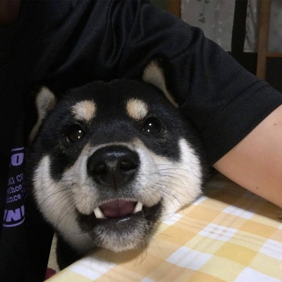 黒柴 Rikiii ​​​ 狗狗头像