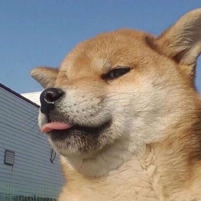 萌宠搞怪头像，安利一组搞怪头像