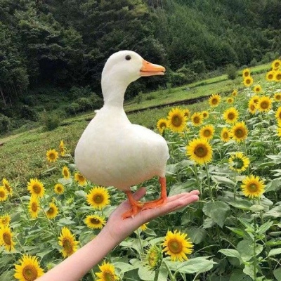 掌上明鸭/我都忘了这是第几次说要忘记你.