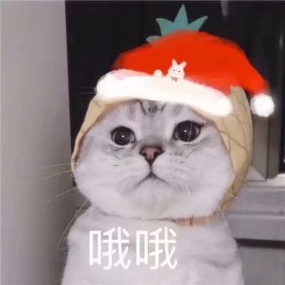 圣诞组头/可爱喵/你看 我一直在笑啊.