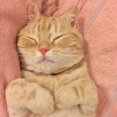 言辞：萌宠头像可爱皮