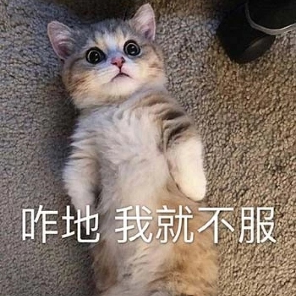 林一笑/可爱又有沙雕气质的猫咪表情包