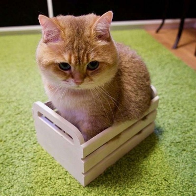 可爱橘猫头像/橘猫Hosico ​​​