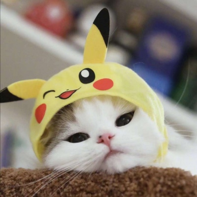 可可爱爱的（肥）猫‖独一份的喜欢。