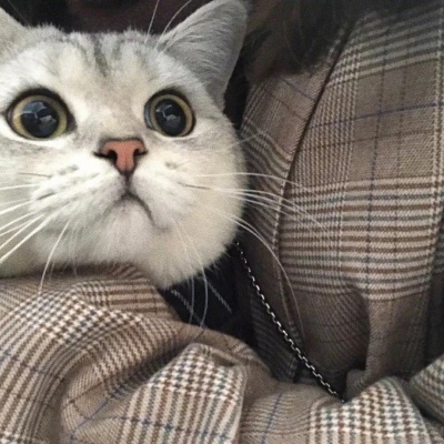 魚魚/猫猫狗狗什么的最喜欢了