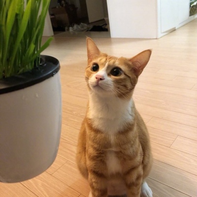 沙雕猫猫头像呐