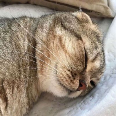 可爱动物‖我是温柔本身‖江孑代更