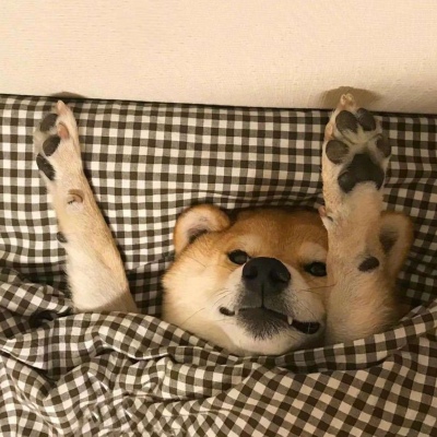 【二狗子】分享一波二狗子