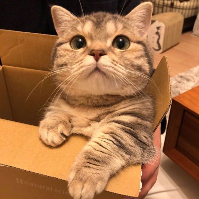 寻欢/2025猫头/猫猫很可爱可我喜欢狗