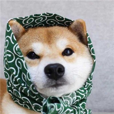 爱你汪~猫猫狗狗情头冲鸭