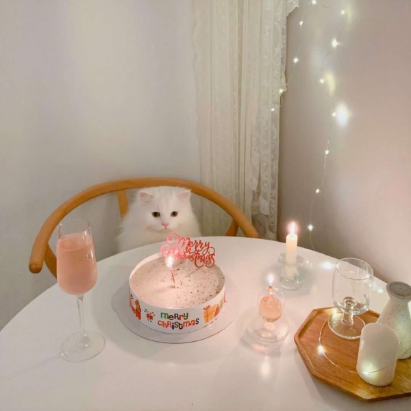 可爱/白猫/白色简约/头像背景图/好可爱哦