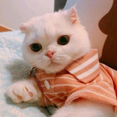 猫咪宝贝头像
