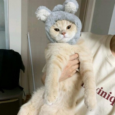 允言：可爱萌宠猫咪头像/春天适合努力和拥抱