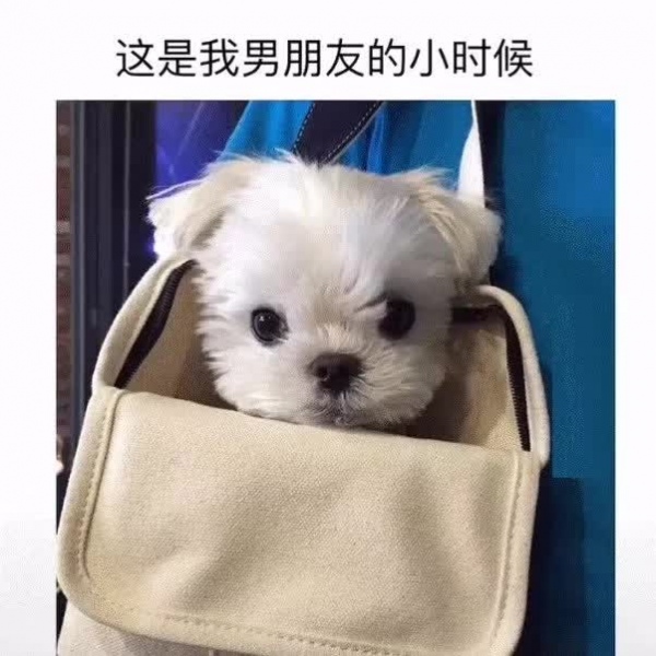 可爱狗狗头像  软糖/自截 抱走留心心mua 勿盗发 谢～@小熊是软糖°