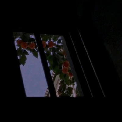 黑色背景图/个性/羽毛