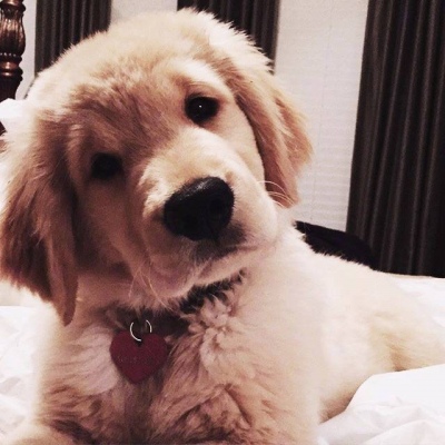 狗狗头像，胖嘟嘟的小金毛 ​​​