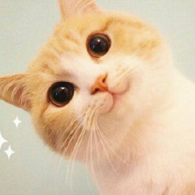 萌萌的小猫咪哇！