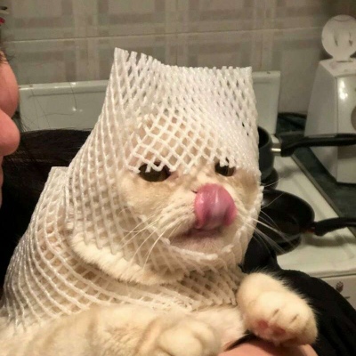 可爱搞怪的猫咪头像