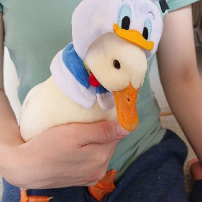 林弦：可爱鸭鸭头像 鸭鸭感到了鸭梨.