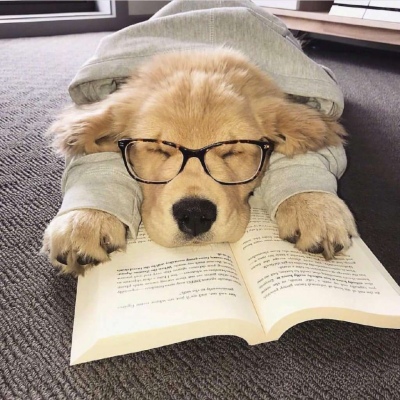 可爱狗狗头像/换上睡衣