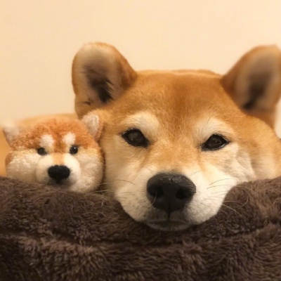 柴犬头像/你咋害不睡捏 ​​​