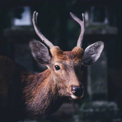 洛白:动物头像（高贵 优雅 鹿 动物）